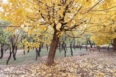پاییز هزار رنگ در روستای «انجدان» اراک