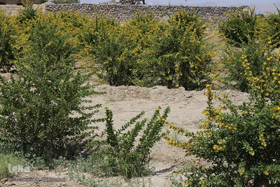 دانه‌های طلایی زرشک در کویر خراسان‌‌جنوبی