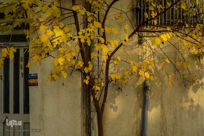 پاییز۹۹-تهران - خیابان نادری، کوچه زرکش