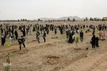 پویش سراسری درختکاری - مشهد
