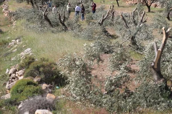 İsrail işgal altındaki Filistin topraklarında 2,5 milyon ağaç söktü