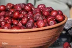 برداشت عناب در خراسان‌جنوبی