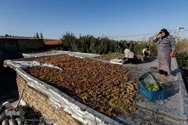 برداشت انگور در تاکستان
