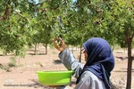 برداشت عناب در خراسان‌جنوبی