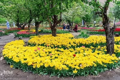 جشنواره لاله‎های آسارا‎