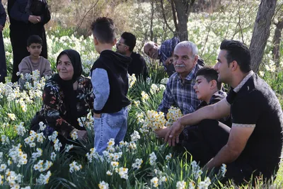 برگزاری هشتمین جشنواره گل نرگس کازرون فارس