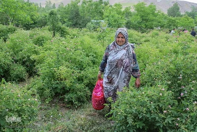 جشنواره برداشت گل محمدی عنصرود