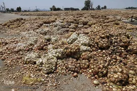 مرگ تدریجی پیازهای رها شده هرمز در روستای چراغ آباد بخش هشتبندی از توابع شهرستان«میناب» استان هرمزگان