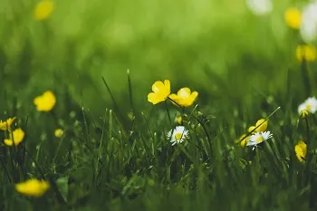 بهار تجلی صفت «بدیع» خداوند است