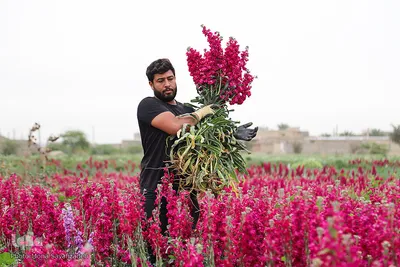 برداشت گل در حمیدیه