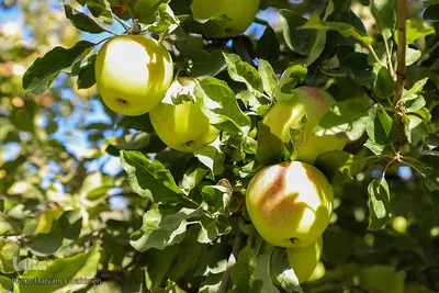برداشت سیب‌های پاییزه مراغه