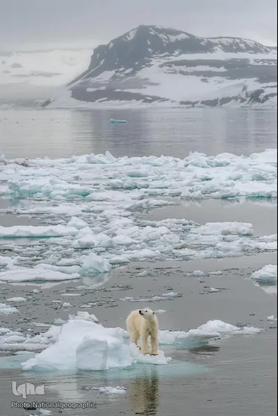 زندگی شگفت‌انگیز حیوانات