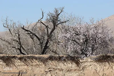 شکوفه‌های زودهنگام شهر راز