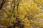 طبیعت پاییزی تبریز