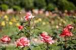 باغ ارم شیراز؛ رویایی از بهشت