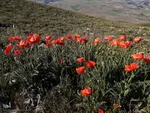 طبیعت زیبای قوشاداغ در اهر