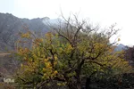 طبیعت پاییزی خراسان‌جنوبی