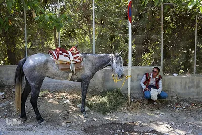 سوارکاران خراسان شمالی در راه مشهد