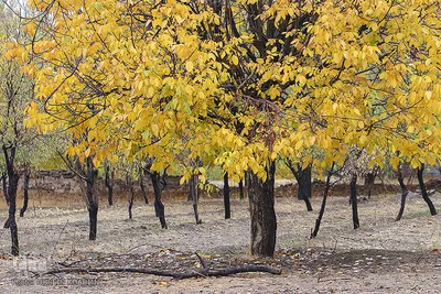 پاییز هزار رنگ در روستای «انجدان» اراک
