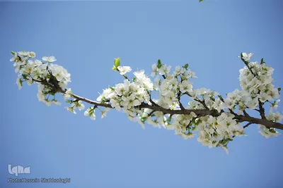 نرم نرمک می‌رسد اینک بهار