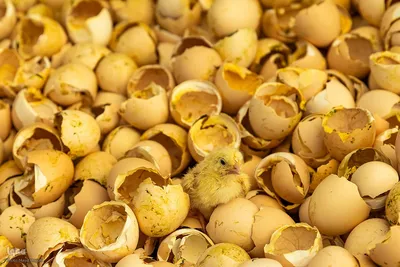 استواری تولید در خطه شمال؛ تداوم خدمت و پایداری در مازندران