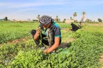 روستای شعیبیه که محل کاشت گل‌هایی مانند آفتابگردان، شب بو، همیشه بهار و نرگس و همچین سبزیجات در استان خوزستان است.