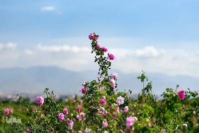 برداشت گل محمدی در گلستان‌های البرز