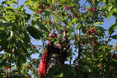 فصل برداشت گیلاس خوش طعم روستای افیل شهرستان اهر