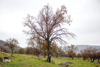 اندیکا، شگفتی در دل کوه