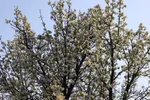 شکوفه زدن کهن ترین درختان آمرود در اهر