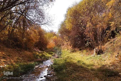 پاییز در باغ‌های بلوار شهید چمران شیراز‎‎