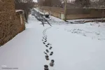 بارش برف در اهر