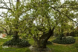 شکوفه های بهاری