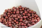 برداشت عناب در خراسان‌جنوبی