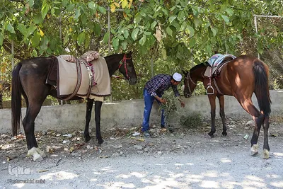 سوارکاران خراسان شمالی در راه مشهد