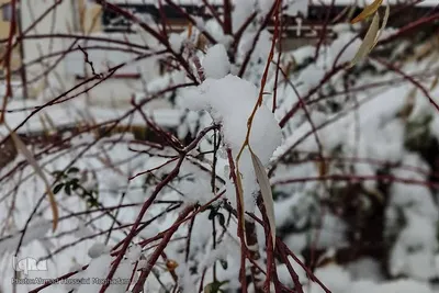 برف در خیابان‌های بیرجند