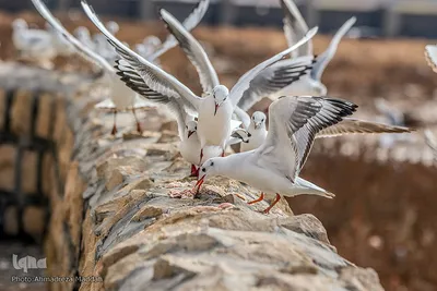 شیرازی ها میزبان مرغان دریایی‎‎