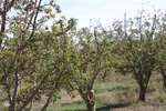 برداشت سیب از باغات میوه شهرستان اهر