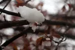 زمستان در بهار منطقه ارسباران