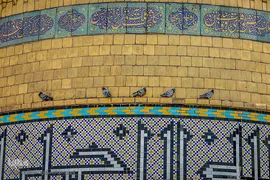 پیاده روی جاماندگان اربعین حسینی(ع)