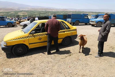 خرید دام زنده به مناسبت عید سعید قربان در اهر