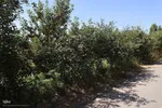 برداشت سیب از باغات میوه شهرستان اهر