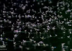 La vie dans l'eau+photos