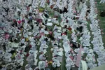 جشن تکلیف ۵ هزار نفری دختران در تبریز