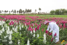 برداشت گل شب‌بو در حمیدیه