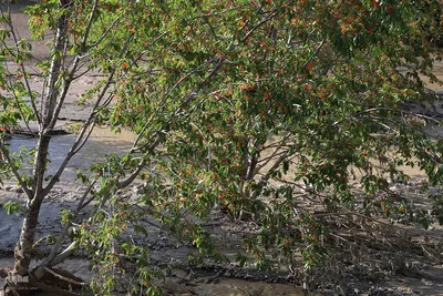 خسارت سیل در روستای افیل شهرستان اهر