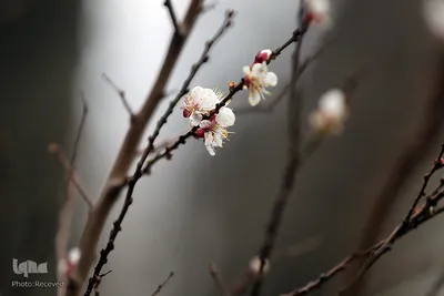 کاشت درخت توسط هنرمندان در فرهنگسرای نیاوران