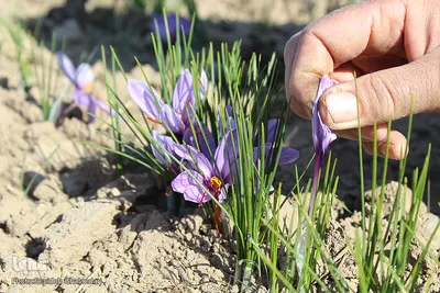 دسترنج طلایی کشاورزان - بیرجند
