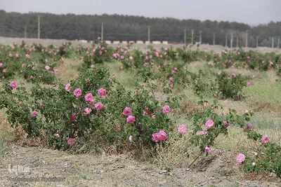 فصل عطر محمدی