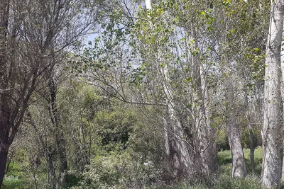 طبیعت بهاری روستای کسانق اهر